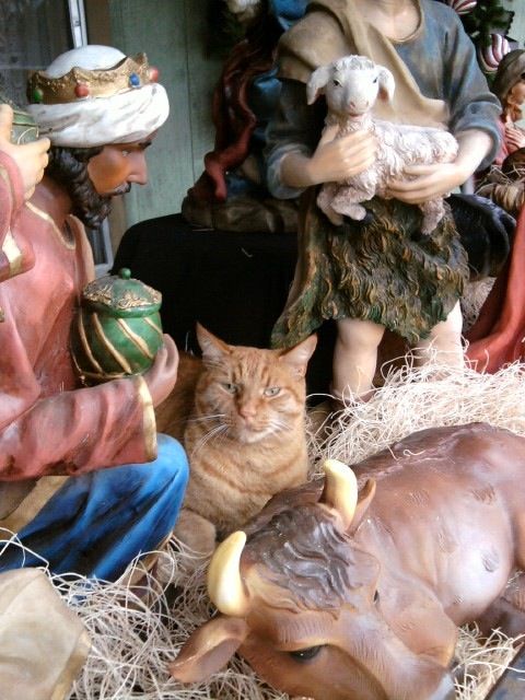 Christmas Cats
